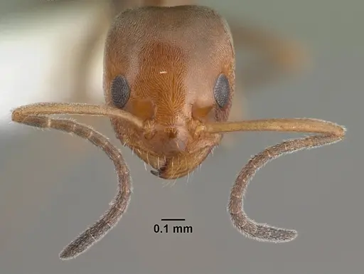 Forelius pruinosus specimen PSW14182-1 image psw14182-1_2