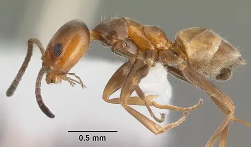 Forelius pruinosus specimen PSW14182-1 image psw14182-1_3
