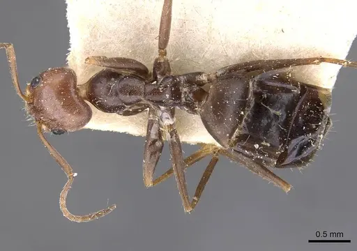 Forelius rubriceps specimen CASENT0909715 image casent0909715_1