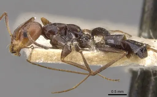 Forelius rubriceps specimen CASENT0909715 image casent0909715_3