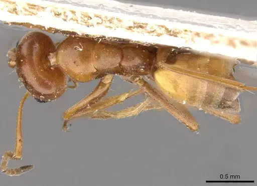 Forelius rufus specimen CASENT0909723 image casent0909723_1