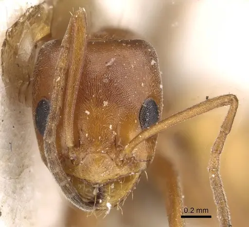 Forelius rufus specimen CASENT0909723 image casent0909723_2