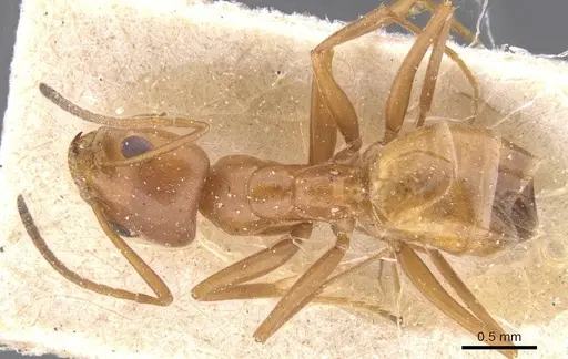 Forelius rufus specimen CASENT0911555 image casent0911555_1