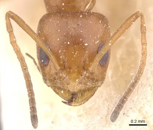 Forelius rufus specimen CASENT0911555 image casent0911555_2