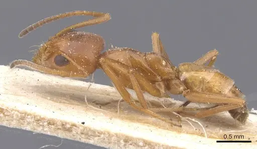 Forelius rufus specimen CASENT0911555 image casent0911555_3