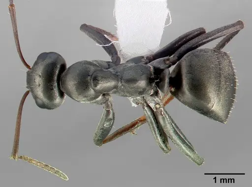 Formica accreta specimen CASENT0005358 image casent0005358_1