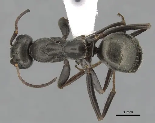 Formica accreta specimen CASENT0280363 image casent0280363_1