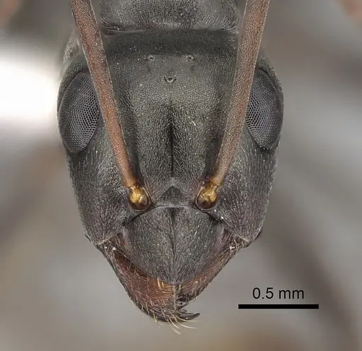 Formica accreta specimen CASENT0280363 image casent0280363_2