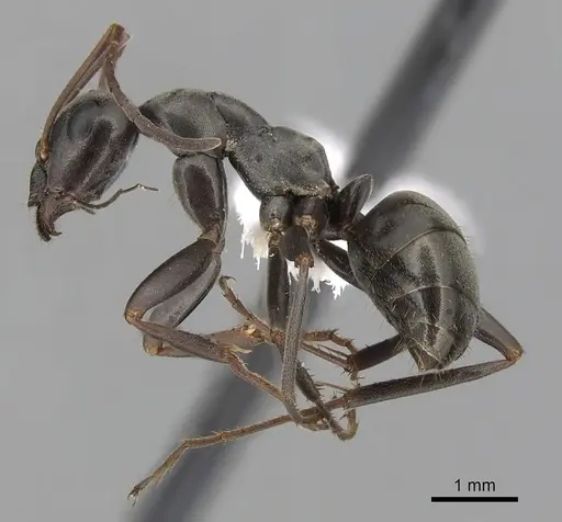 Formica accreta specimen CASENT0280363 image casent0280363_3
