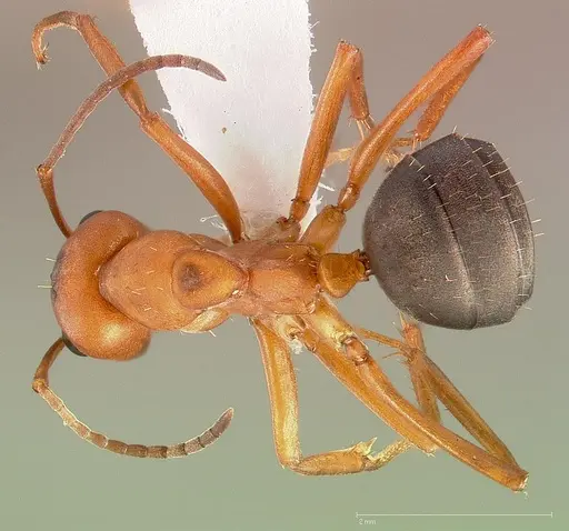 Formica adamsi specimen CASENT0005384 image casent0005384_1