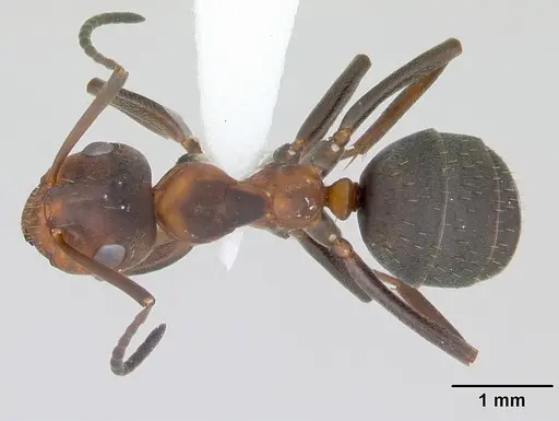 Formica adamsi specimen CASENT0172868 image casent0172868_1