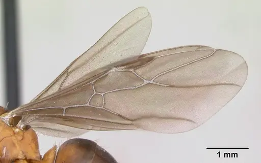Formica adamsi specimen CASENT0172886 image casent0172886_4