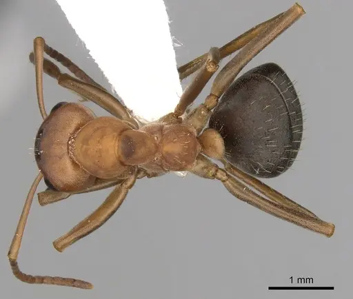 Formica adamsi specimen CASENT0280412 image casent0280412_1