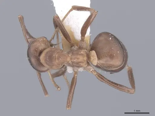 Formica adamsi specimen FMNHINS0000046711 image fmnhins0000046711_1