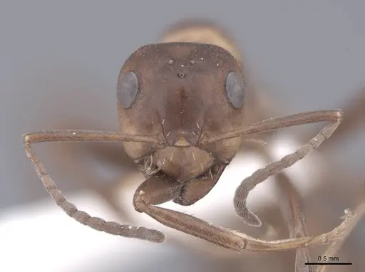Formica adamsi specimen FMNHINS0000046711 image fmnhins0000046711_2