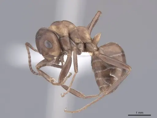 Formica adamsi specimen FMNHINS0000046711 image fmnhins0000046711_3
