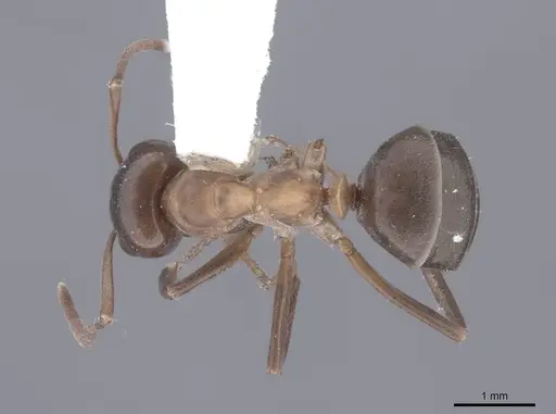 Formica adamsi specimen FMNHINS0000062558 image fmnhins0000062558_1