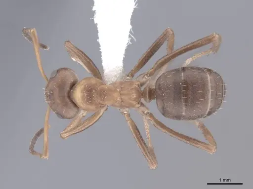Formica adamsi specimen FMNHINS0000083079 image fmnhins0000083079_1