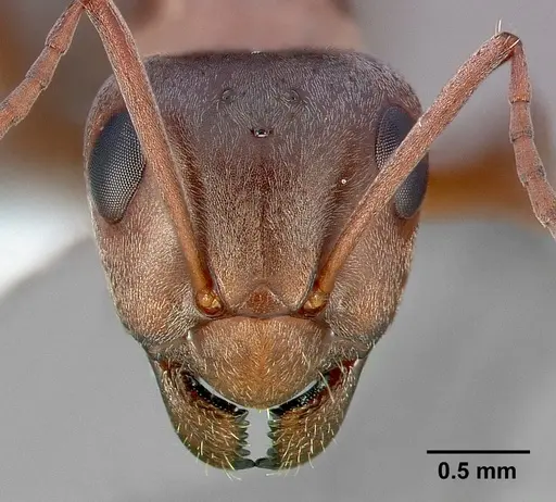 Formica aerata specimen CASENT0005359 image casent0005359_2