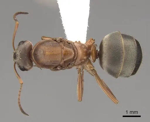 Formica aerata specimen CASENT0221965 image casent0221965_1