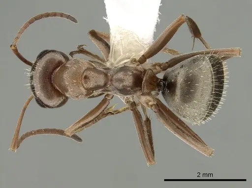 Formica aerata specimen CASENT0280355 image casent0280355_1
