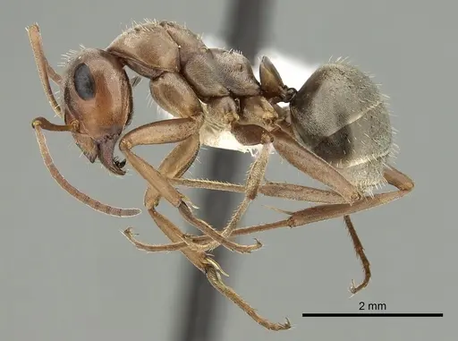 Formica aerata specimen CASENT0280355 image casent0280355_3