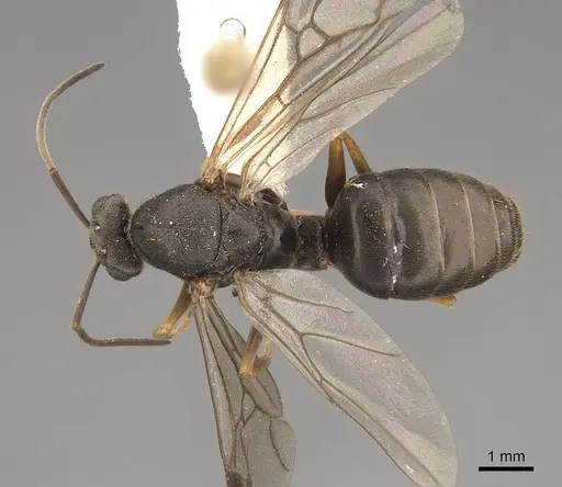 Formica aerata specimen CASENT0843691 image casent0843691_1