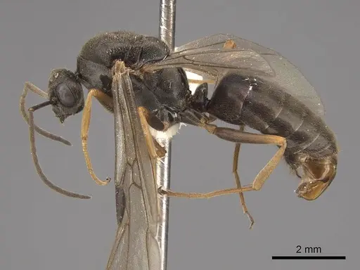Formica aerata specimen CASENT0843691 image casent0843691_3