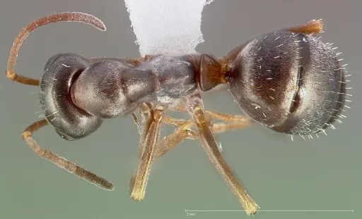 Formica altipetens specimen CASENT0005360 image casent0005360_1