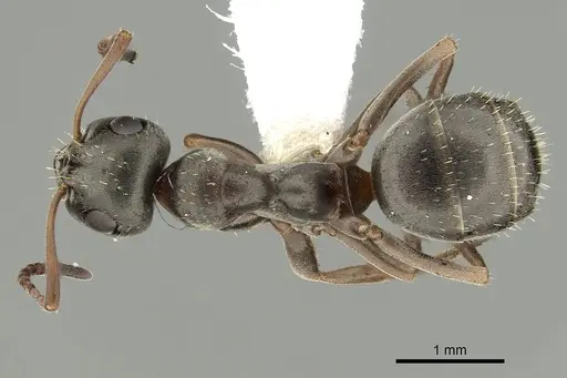 Formica altipetens specimen CASENT0280347 image casent0280347_1