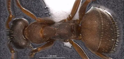 Formica anatolica specimen ANTWEB1008386 image antweb1008386_1
