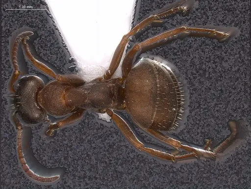Formica anatolica specimen ANTWEB1008386 image antweb1008386_2