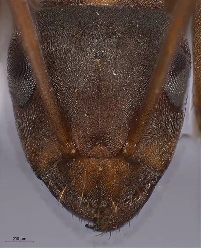Formica anatolica specimen ANTWEB1008386 image antweb1008386_3
