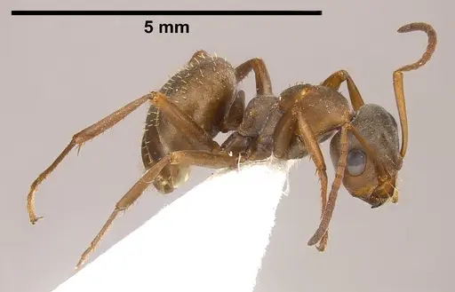 Formica anatolica specimen ANTWEB1008386 image antweb1008386_6