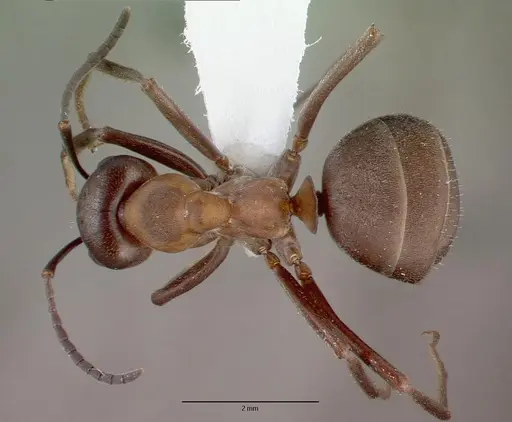 Formica aquilonia specimen CASENT0010682 image casent0010682_1