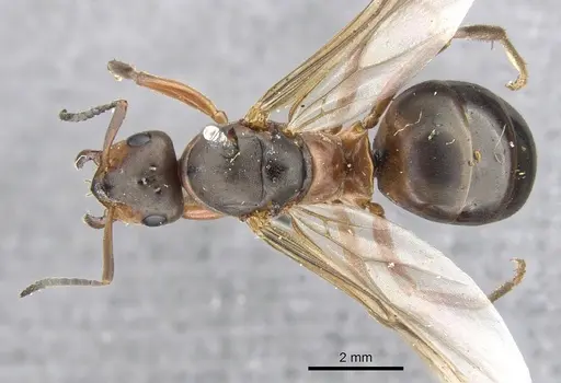 Formica aquilonia specimen CASENT0903277 image casent0903277_1
