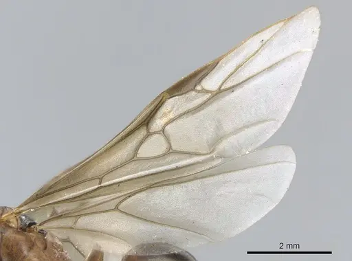 Formica aquilonia specimen CASENT0903277 image casent0903277_4