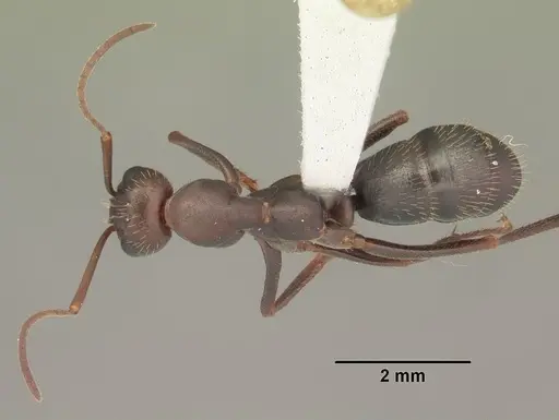 Formica archboldi specimen CASENT0103921 image casent0103921_1
