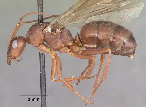 Formica archboldi specimen CASENT0103924 image casent0103924_3