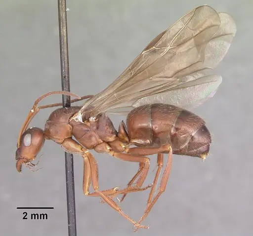 Formica archboldi specimen CASENT0103924 image casent0103924_4