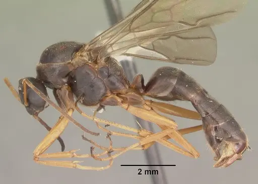 Formica archboldi specimen CASENT0103925 image casent0103925_3