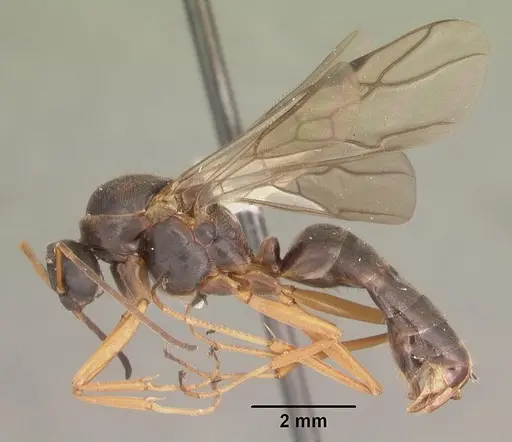 Formica archboldi specimen CASENT0103925 image casent0103925_4