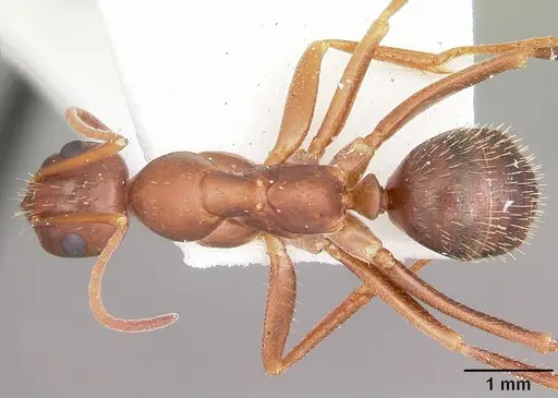 Formica archboldi specimen CASENT0104886 image casent0104886_1