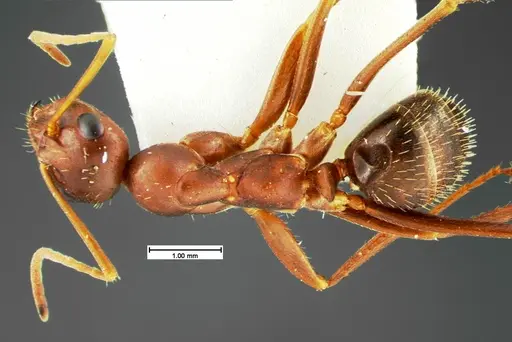 Formica archboldi specimen CASENT0105592 image casent0105592_1