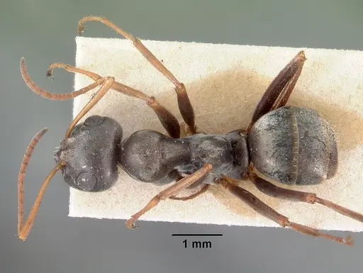 Formica argentea specimen CASENT0102159 image casent0102159_1