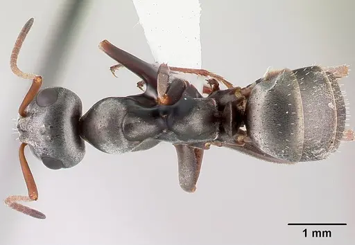 Formica argentea specimen CASENT0179849 image casent0179849_1