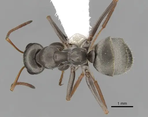 Formica argentea specimen CASENT0280360 image casent0280360_1