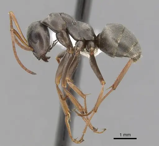 Formica argentea specimen CASENT0280360 image casent0280360_3