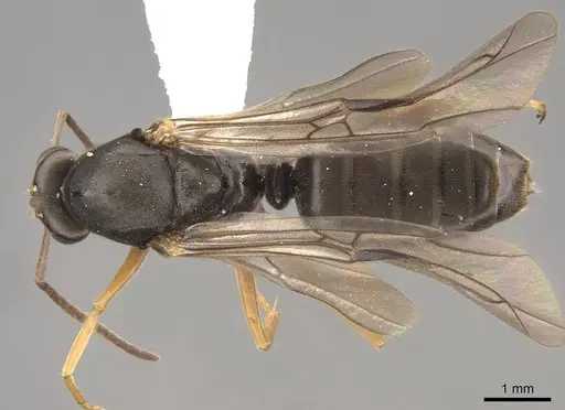 Formica argentea specimen CASENT0843693 image casent0843693_1