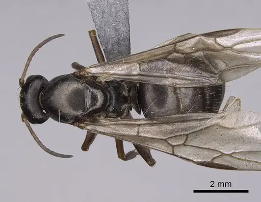 Formica argentea specimen CASENT0923041 image casent0923041_1
